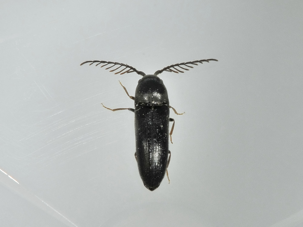 Microrhagus lepidus (cf.)  - Eucnemidae